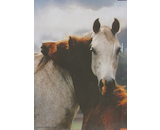Step Puzzle horses 1000