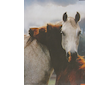 Step Puzzle horses 1000 - Barva nezadána